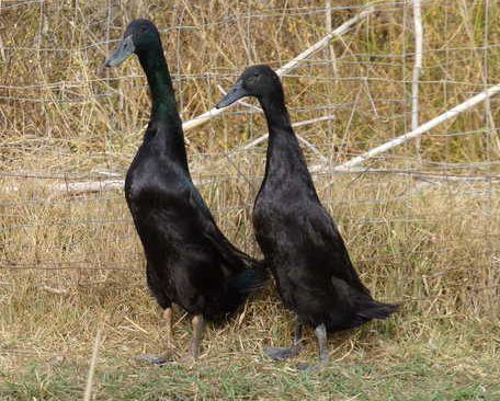 Black Runner Ducks
