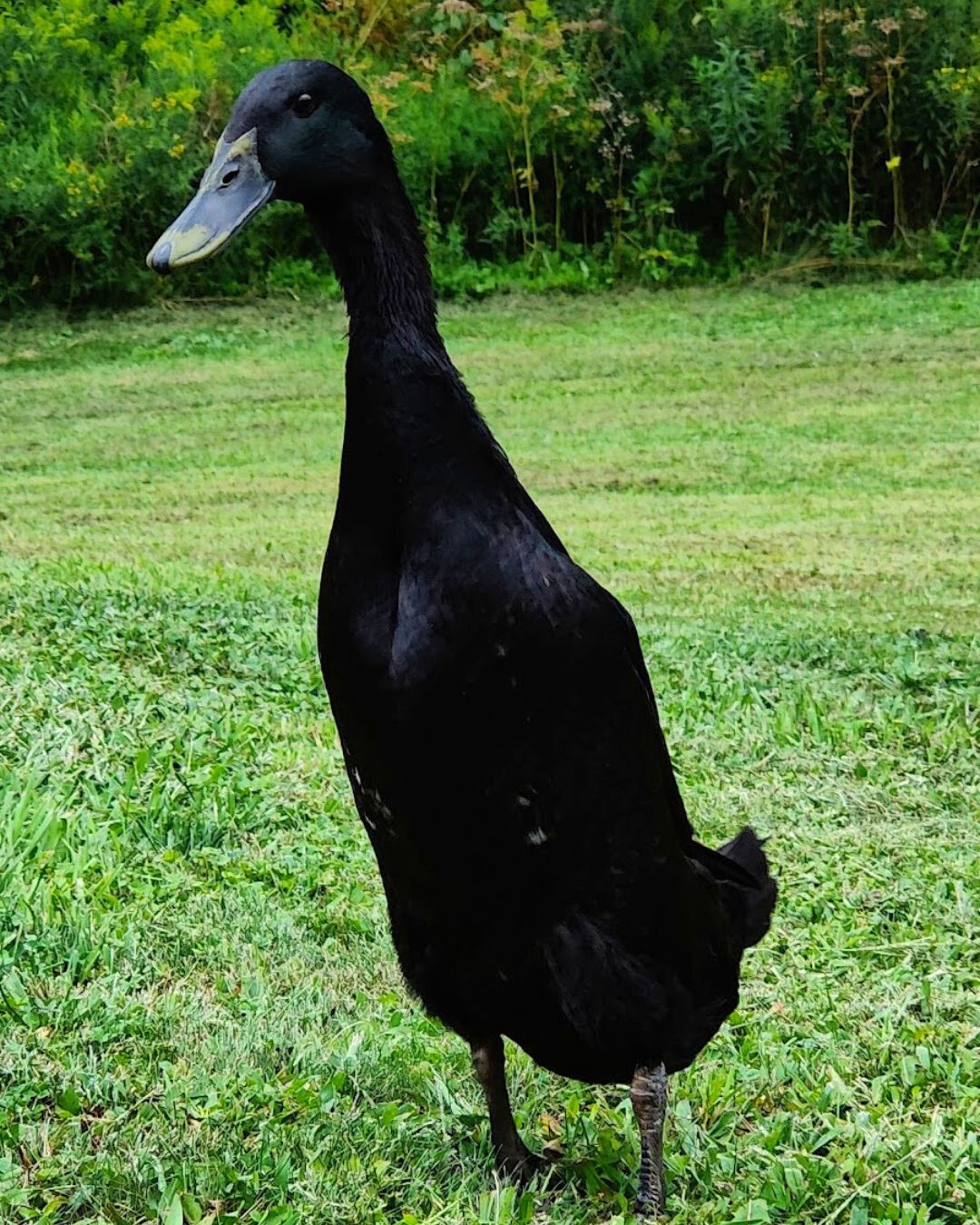 Two Black Runner Ducks | Ducks for Sale | Metzer Farms Duck Hatchery | Buy Pet Ducks & Ducklings from Metzer Farms | Live Ducklings & Baby Ducks for Sale Online