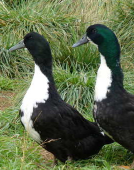 Black Swedish Ducks for Sale