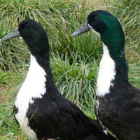 Black Swedish Ducks
