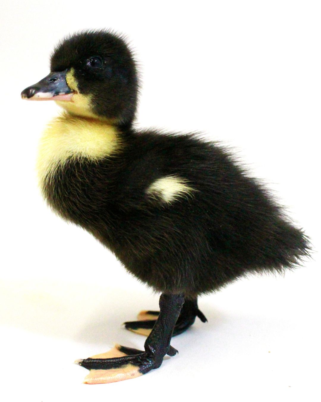 Two Black Swedish Ducks | Ducks | Metzer Farms Duck Hatchery | Are you Asking 'Where Do You Buy Ducks?' | Get Ducks & Ducklings from Metzer Farms | Pet Baby Ducks for Sale