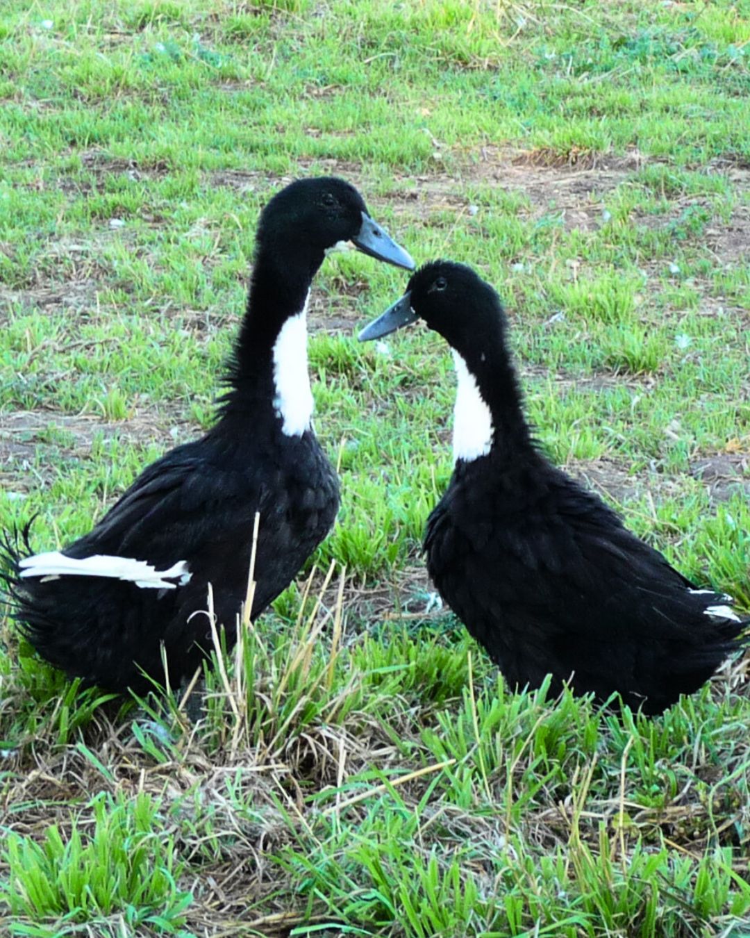 Two Black Swedish Ducks | Ducks | Metzer Farms Duck Hatchery | Are you Asking 'Where Do You Buy Ducks?' | Get Ducks & Ducklings from Metzer Farms | Pet Baby Ducks for Sale