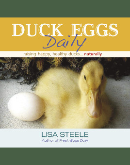 Duck Eggs Daily for Sale