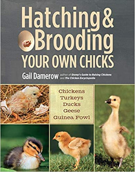Hatching and Brooding Your Own Chicks for Sale