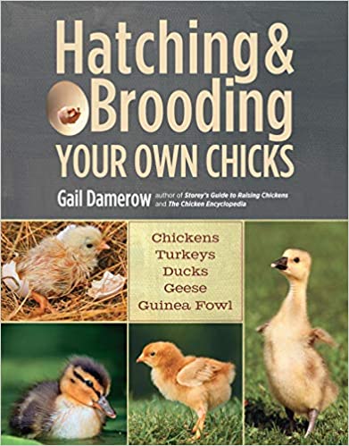 Hatching and Brooding Your Own Chicks