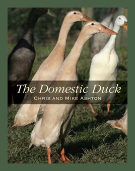 The Domestic Duck for Sale