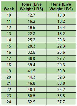 Broad Breasted White Turkeys | Metzer Farms | Buy Broad Breasted White Turkeys Online from Metzer Farms | Broad Breasted White Tom | Broad Breasted White Hen | Broad Breasted White Turkeys as Pets or for Eggs | Live Broad Breasted White Turkeys for Sale