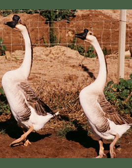 Brown Chinese Geese for Sale