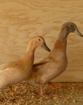 Buff Ducklings Male