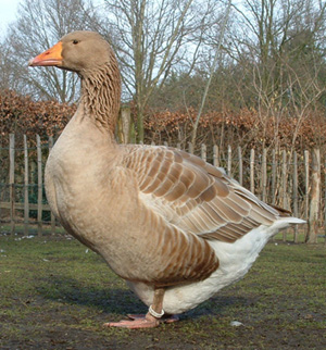 Buff Geese