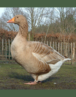 Buff Geese for Sale