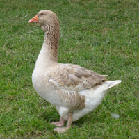Buff Toulouse Goose in a Field | Buff Toulouse Geese | Metzer Farms | Buff Toulouse Geese For Sale Online | Buff Goslings Available Today | Buy This Rare Goose Breed From Metzer Farms
