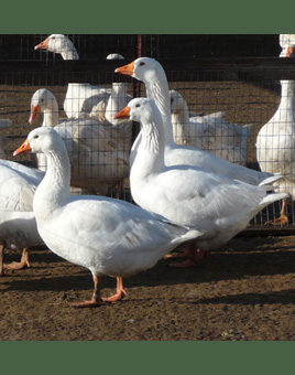 Classic Roman Geese for Sale
