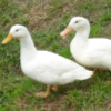 Duclair Ducks