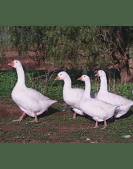 Embden Geese for Sale