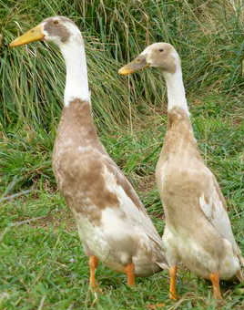 Fawn and White Runner Ducks for Sale