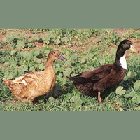 Golden 300 Hybrid Layer Ducks