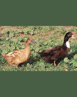 Golden 300 Hybrid Layer Ducks for Sale