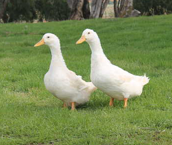 Pekin Grimaud Hybrid Ducks