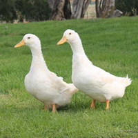 Pekin Grimaud Hybrid Ducks