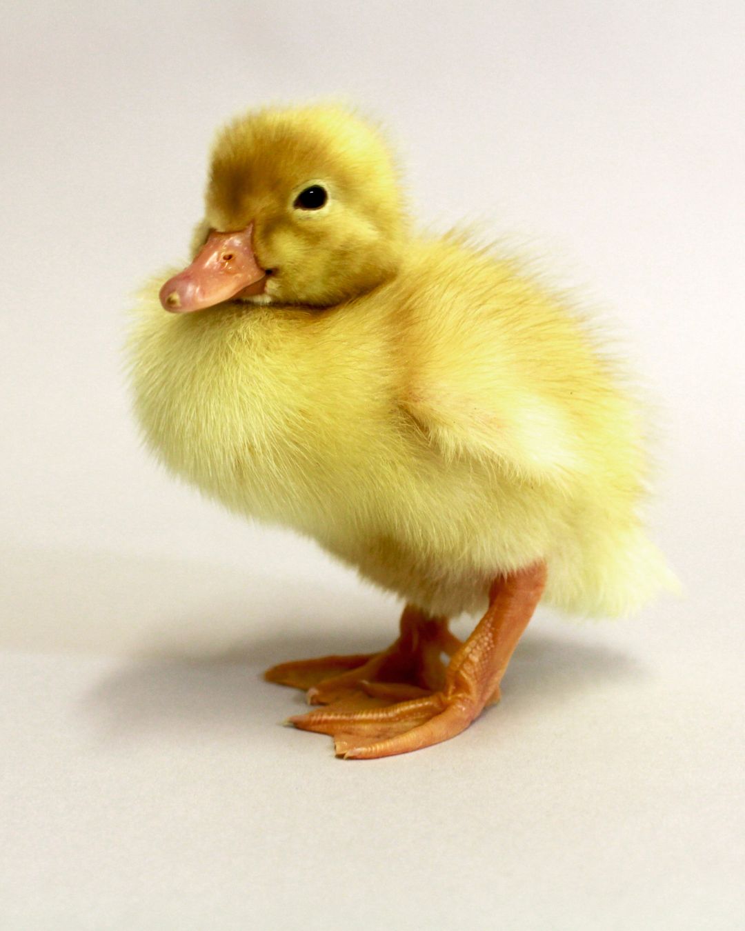 Two Adult Grimaud Hybrid Pekin Ducks | Pekin Grimaud Hybrid Ducks | Metzer Farms | Grimaud Hybrid Pekin Ducklings from Metzer Farms | Grimaud Hybrid Pekin Ducks for Sale