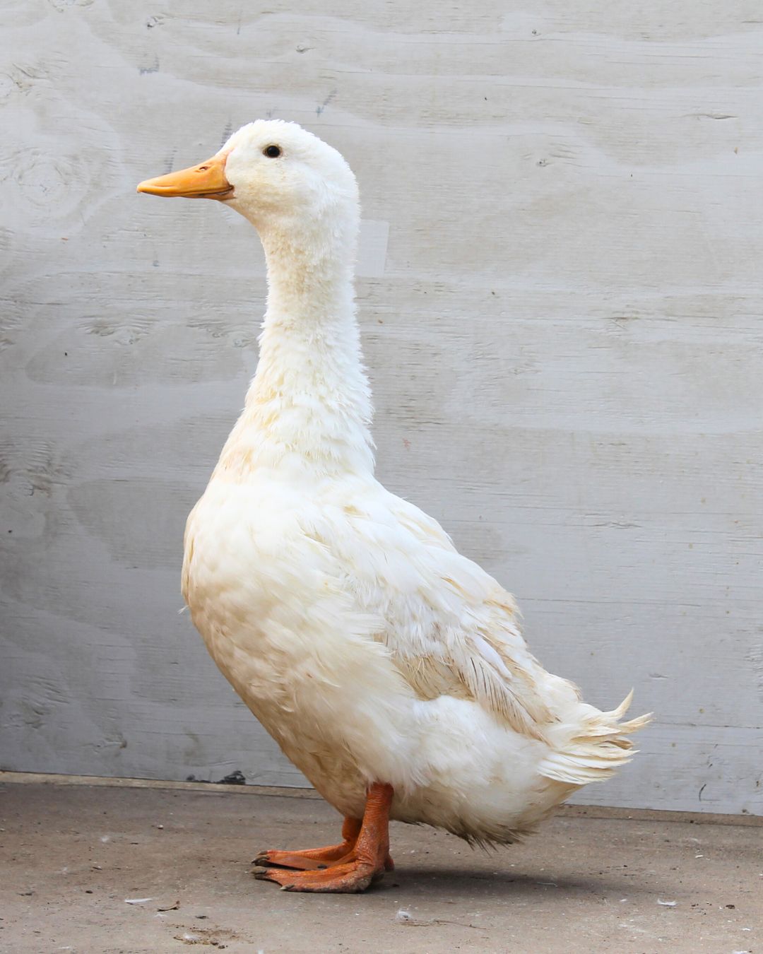 Two Adult Grimaud Hybrid Pekin Ducks | Pekin Grimaud Hybrid Ducks | Metzer Farms | Grimaud Hybrid Pekin Ducklings from Metzer Farms | Grimaud Hybrid Pekin Ducks for Sale