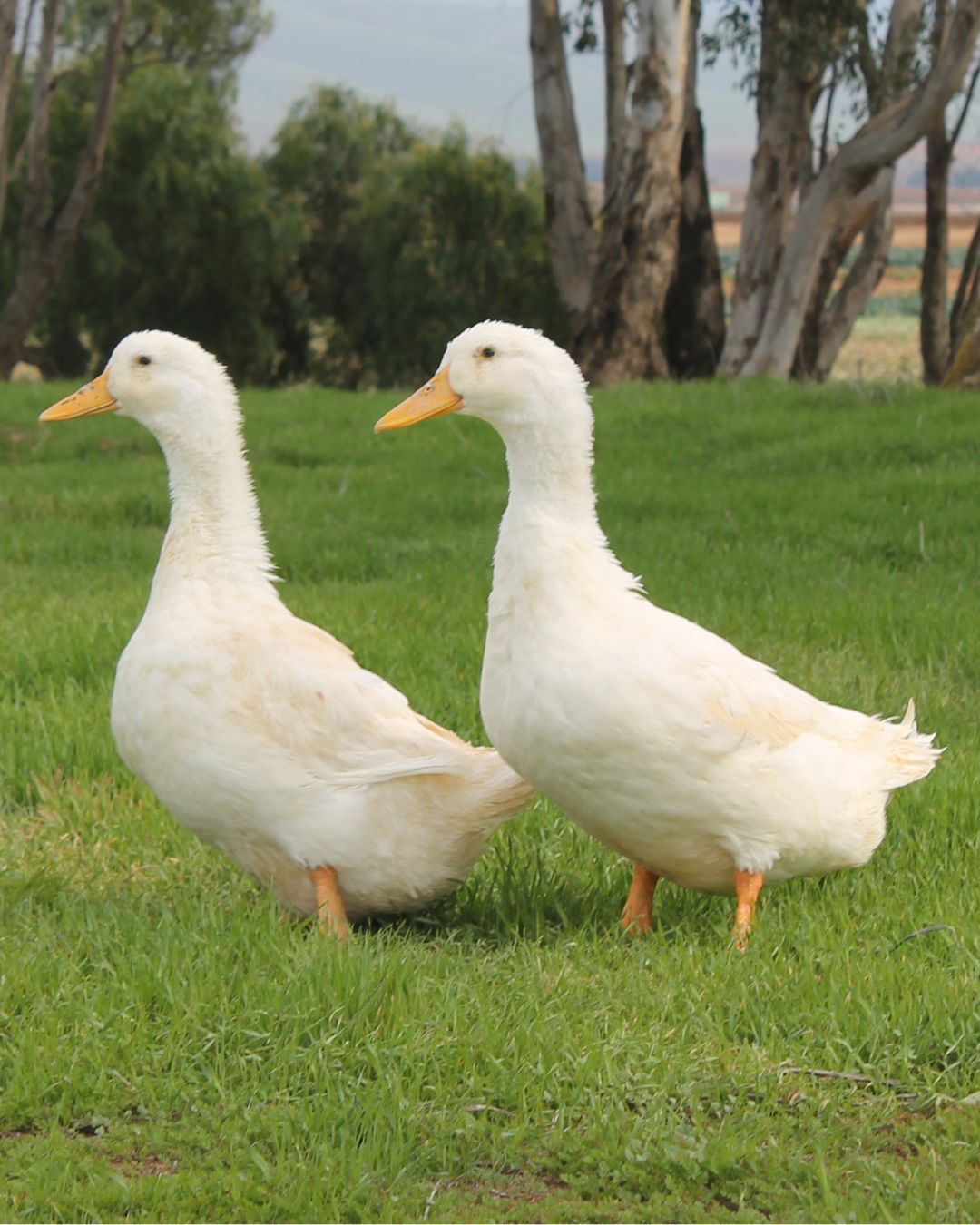 Two Adult Grimaud Hybrid Pekin Ducks | Pekin Grimaud Hybrid Ducks | Metzer Farms | Grimaud Hybrid Pekin Ducklings from Metzer Farms | Grimaud Hybrid Pekin Ducks for Sale