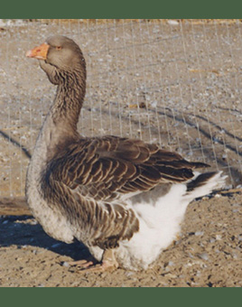 Large Dewlap Toulouse Geese for Sale