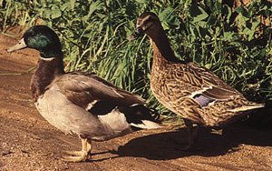 Mallard Duckling Male