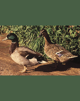 Mallard Ducks for Sale