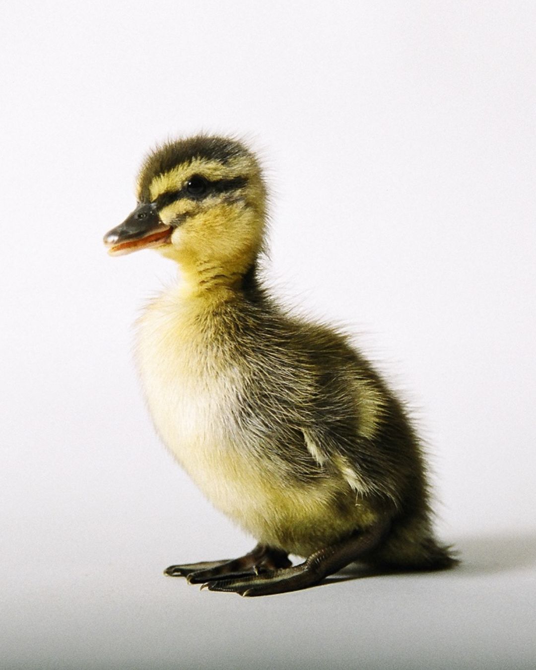 Pair of Adult Mallard Ducks | Mallard Ducks | Metzer Farms | Buying Ducks Online from Metzer Farms | Mallard Ducklings for Sale | Live Mallard Ducks & Baby Ducks for Sale