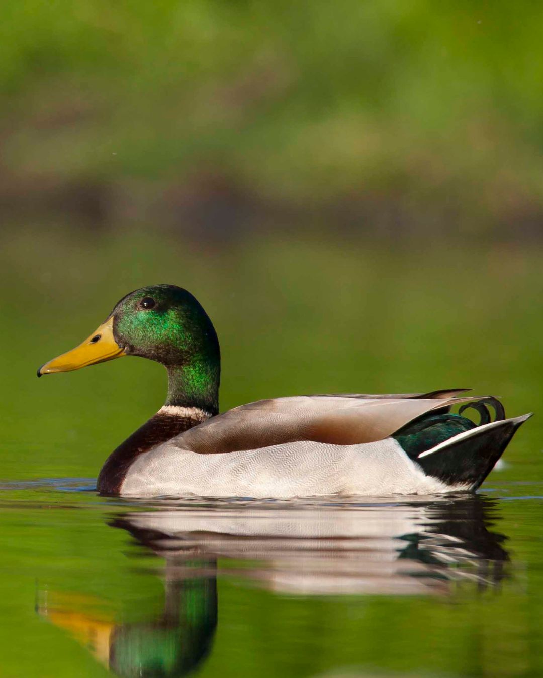 Pair of Adult Mallard Ducks | Mallard Ducks | Metzer Farms | Buying Ducks Online from Metzer Farms | Mallard Ducklings for Sale | Live Mallard Ducks & Baby Ducks for Sale