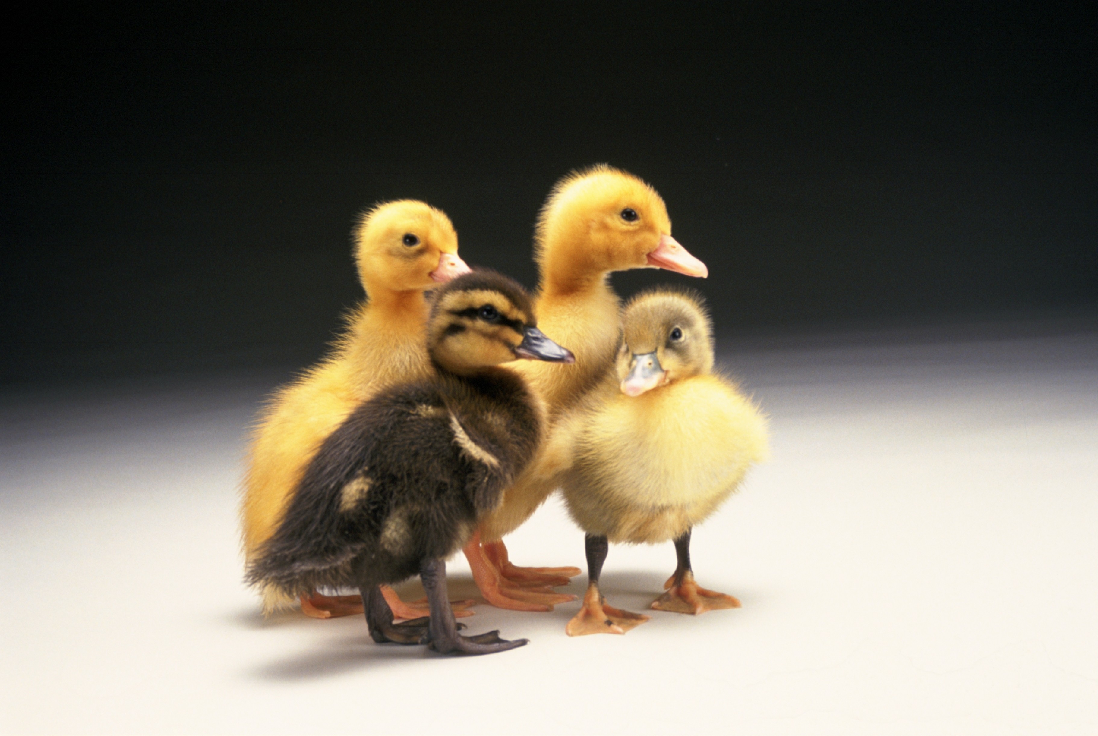 Mixed Ducklings