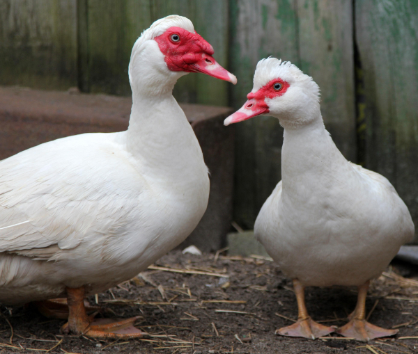 White Muscovy Ducks