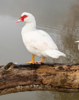 White Muscovy Ducks for Sale
