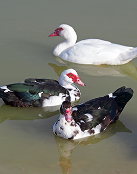 Muscovy Variety for Sale