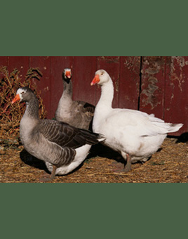 Pilgrim Geese for Sale