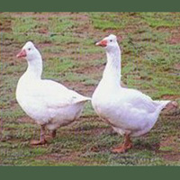 Roman Tufted Geese