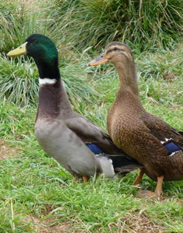 Rouen Ducks for Sale