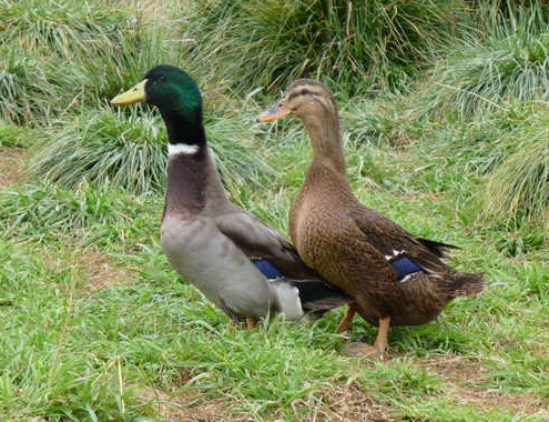Rouen Duckling Female