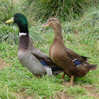 Rouen Ducks