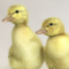 Saxony Ducks