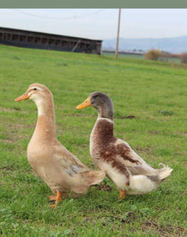 Saxony Ducks for Sale