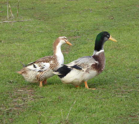 Silver Appleyard Duckling Male