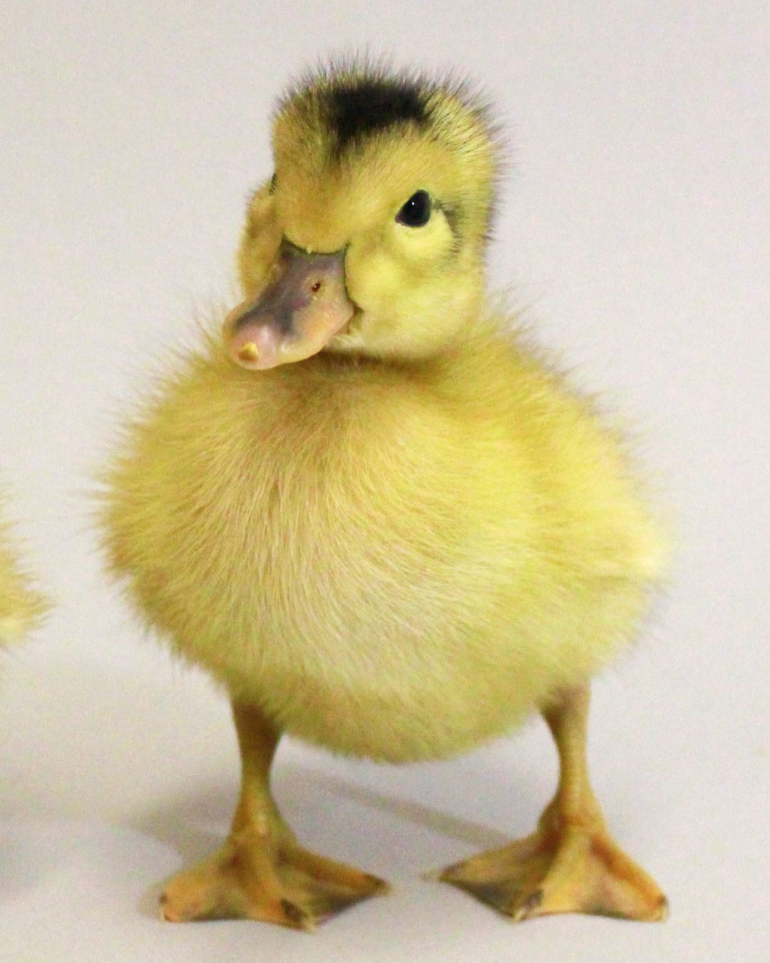 Rouen Duckling | Metzer Farms | Buy Rouen Ducks & Baby Ducks from Metzer Farms | Rouen Drake & Hen Ducklings | Rouen Duck Eggs | Live Rouen Ducks for Sale Online