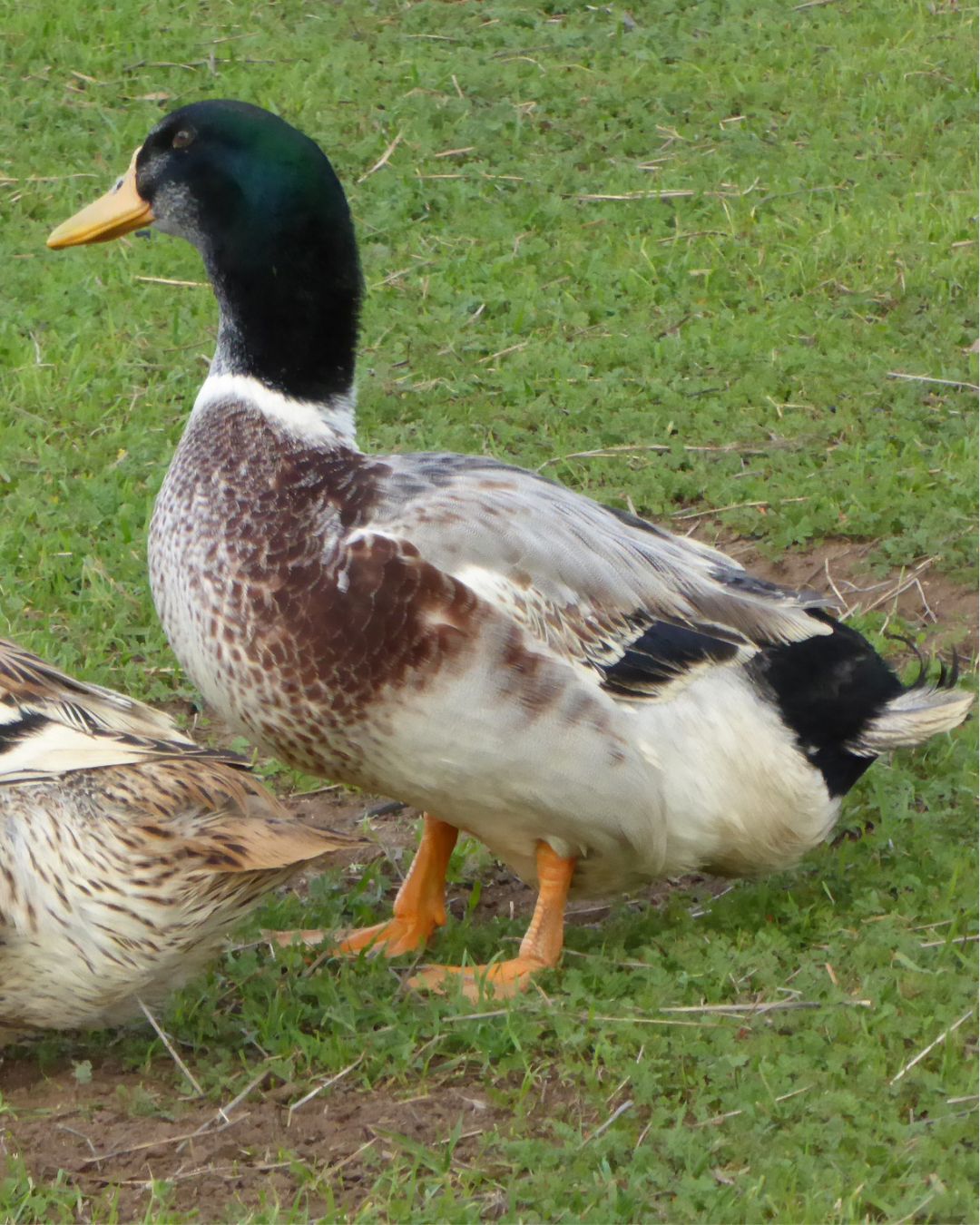 Rouen Duckling | Metzer Farms | Buy Rouen Ducks & Baby Ducks from Metzer Farms | Rouen Drake & Hen Ducklings | Rouen Duck Eggs | Live Rouen Ducks for Sale Online