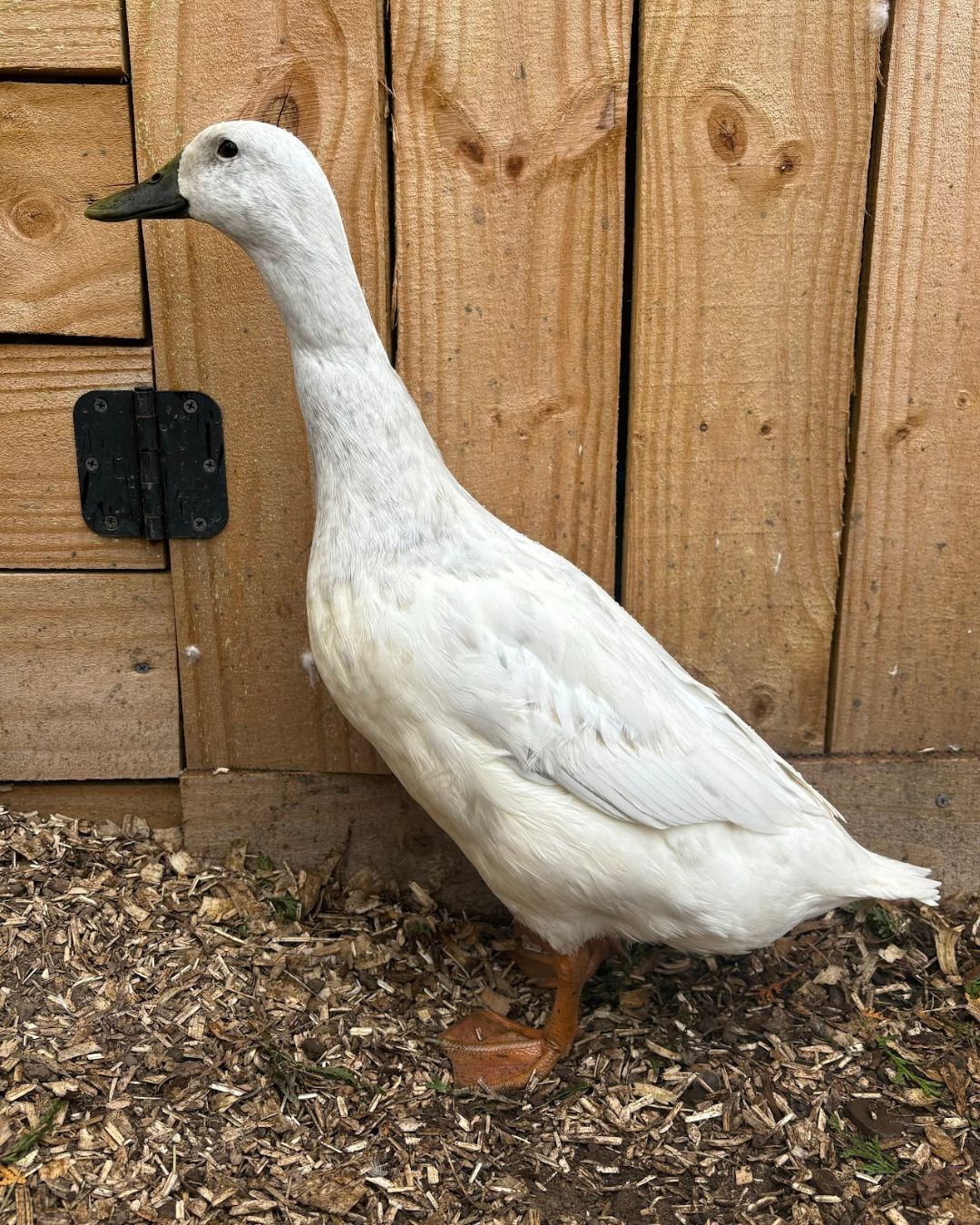Silver Runner Ducks | Ducks for Sale | Metzer Farms Duck Hatchery | Buy Pet Ducks & Ducklings from Metzer Farms | Live Ducklings & Baby Ducks for Sale Online