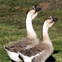 Super African Geese