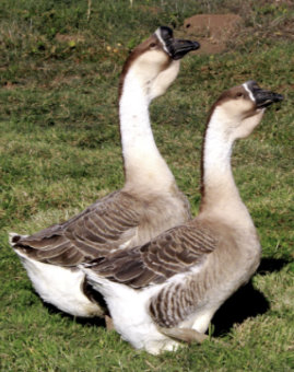 Super African Geese for Sale