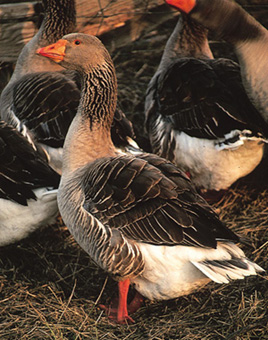 Toulouse Geese for Sale